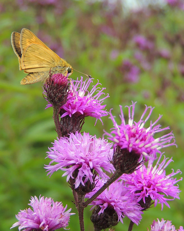 Butterfly Moth on Thistle