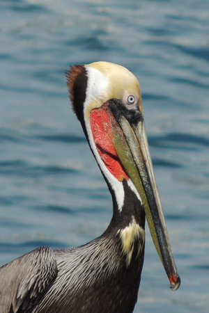 Pelican Blush