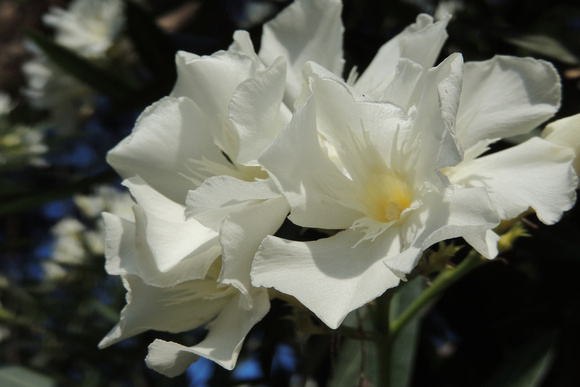 blanco flor de la tranquilidad