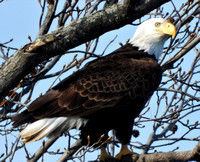 Bald Eagle looking for Dinner