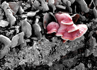 Pink tree mushroom