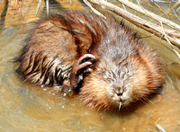 Itchy Muskrat