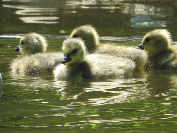 4 Little Canadian Geese