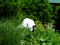 Posing in my Garden