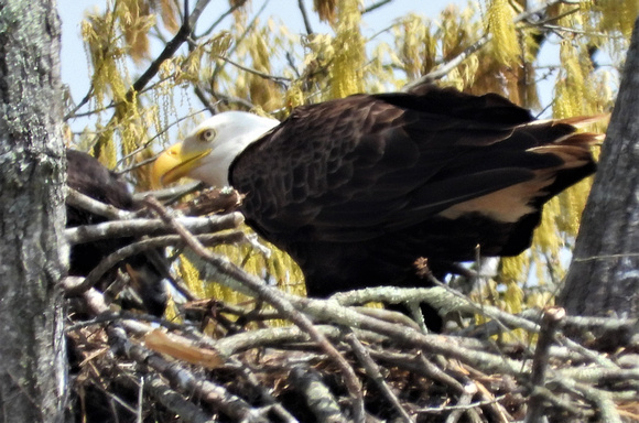 Bald Eagle  Guarding the Nest