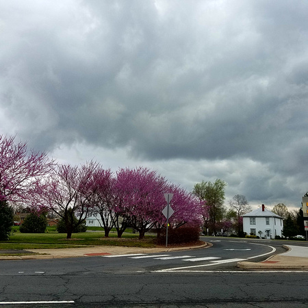 Stormy Skies Threatening Cherry Blossoms