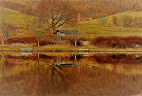horizontal tree and bench reflection