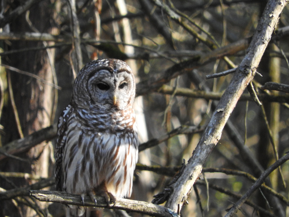 Barred Owl Camouflage