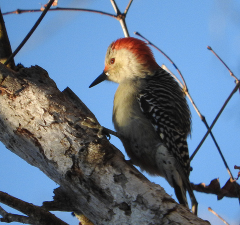 Woodpecker At Sunset