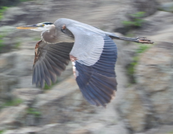 heron flight close up