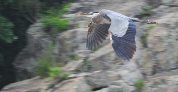 Heron Flight over Great Falls