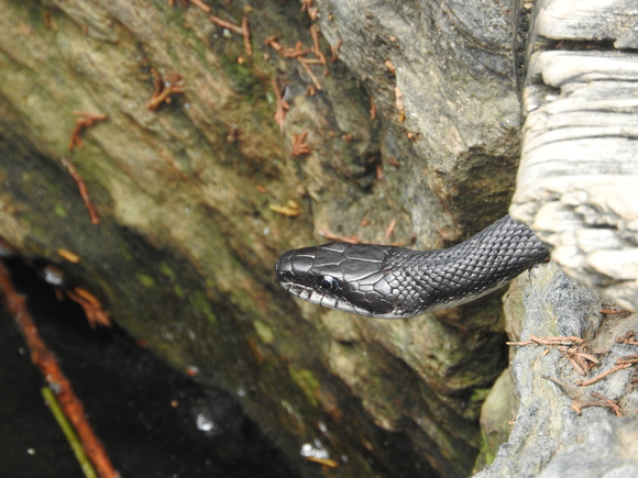Great Falls Black Snake