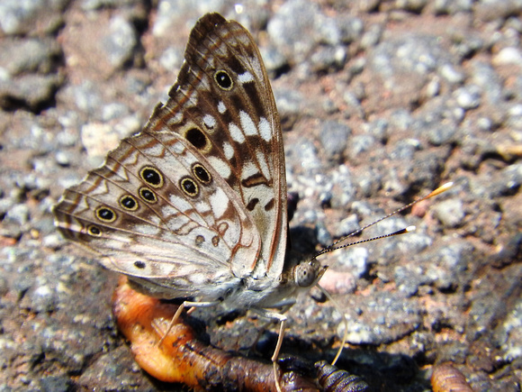 Spotted eye butterfly