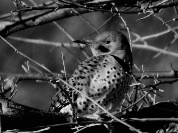 Black And White Northern Flicker
