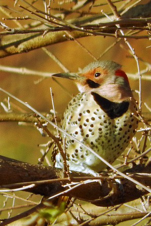 Northern Flicker Puffed Out Chest