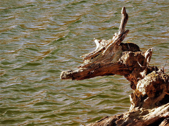 Dragon Driftwood At Ted Lake