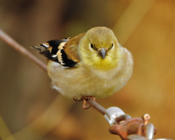 Fluffy Goldfinch