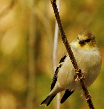 Goldfinch Stare Down