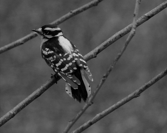 Female Downy Woodpecker Black And White