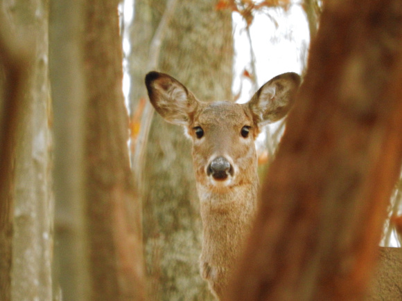 Peek A Deer
