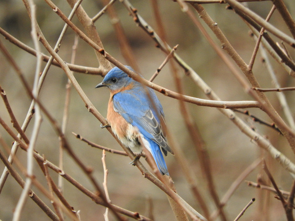 bluebird awaiting spring