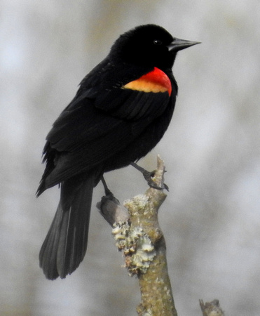 Red Winged Blackbird Perching