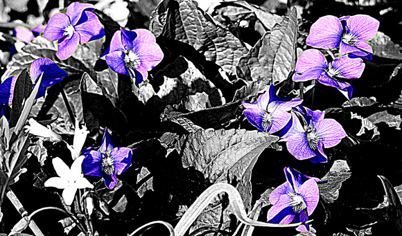Purple violets