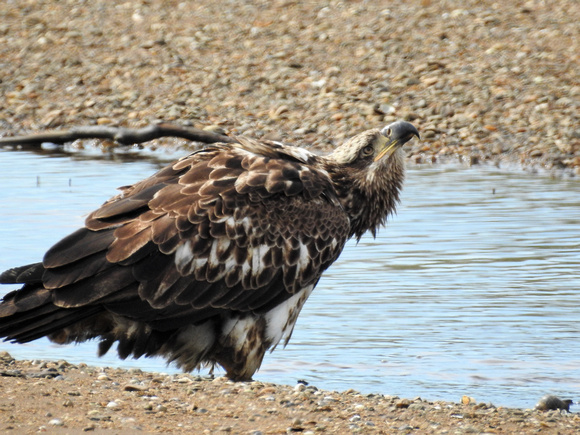 Strutting juvenile bald Eagle