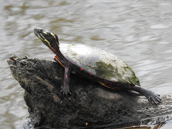 Sunbathing painted turtle