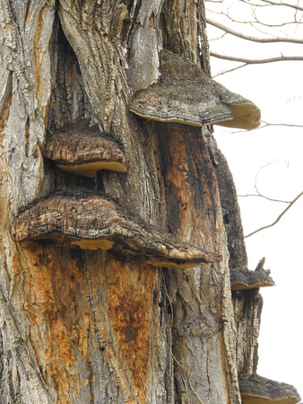 Turkey Tail Tree shelves