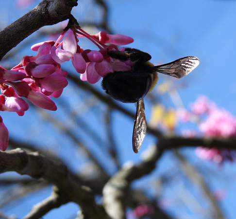 Bee in Redbuds