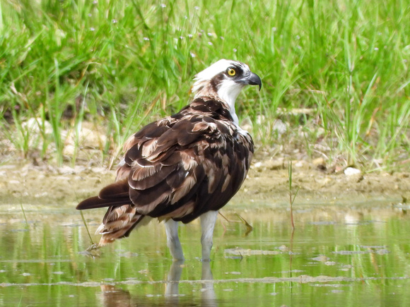 Osprey wading in the marsh