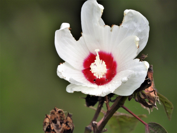 Rose of Sharon (Hibiscus syriacus)