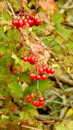 Wild Berries Of Fall