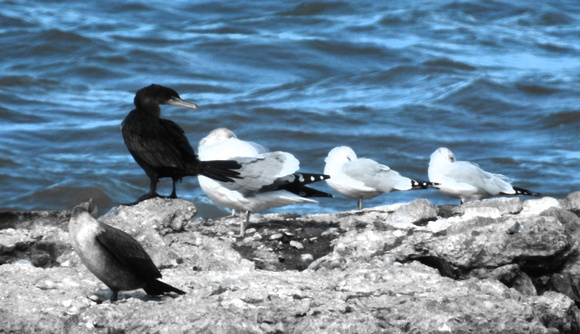 Cormorant Couple Crash Sea Gull Party