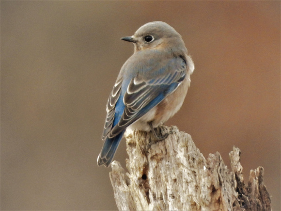 Bluebird on a stump