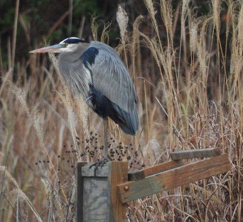Heron on a fence post