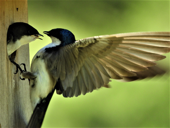 lite afternoon snack -Tree swallow chick