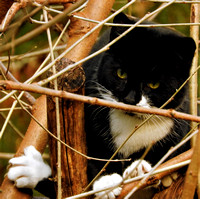Stalking In The Tree